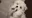 A fluffy puppy playfully nibbles on a person's fingers, with a soft background.