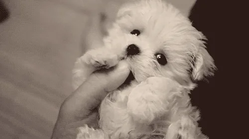 A fluffy puppy playfully nibbles on a person's fingers, with a soft background.