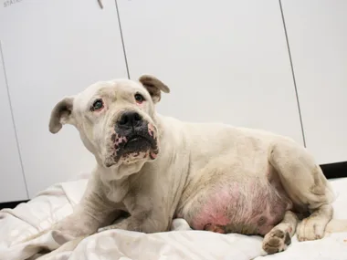 White dog with visible injuries lying on a blanket indoors, looking up with a sad expression.