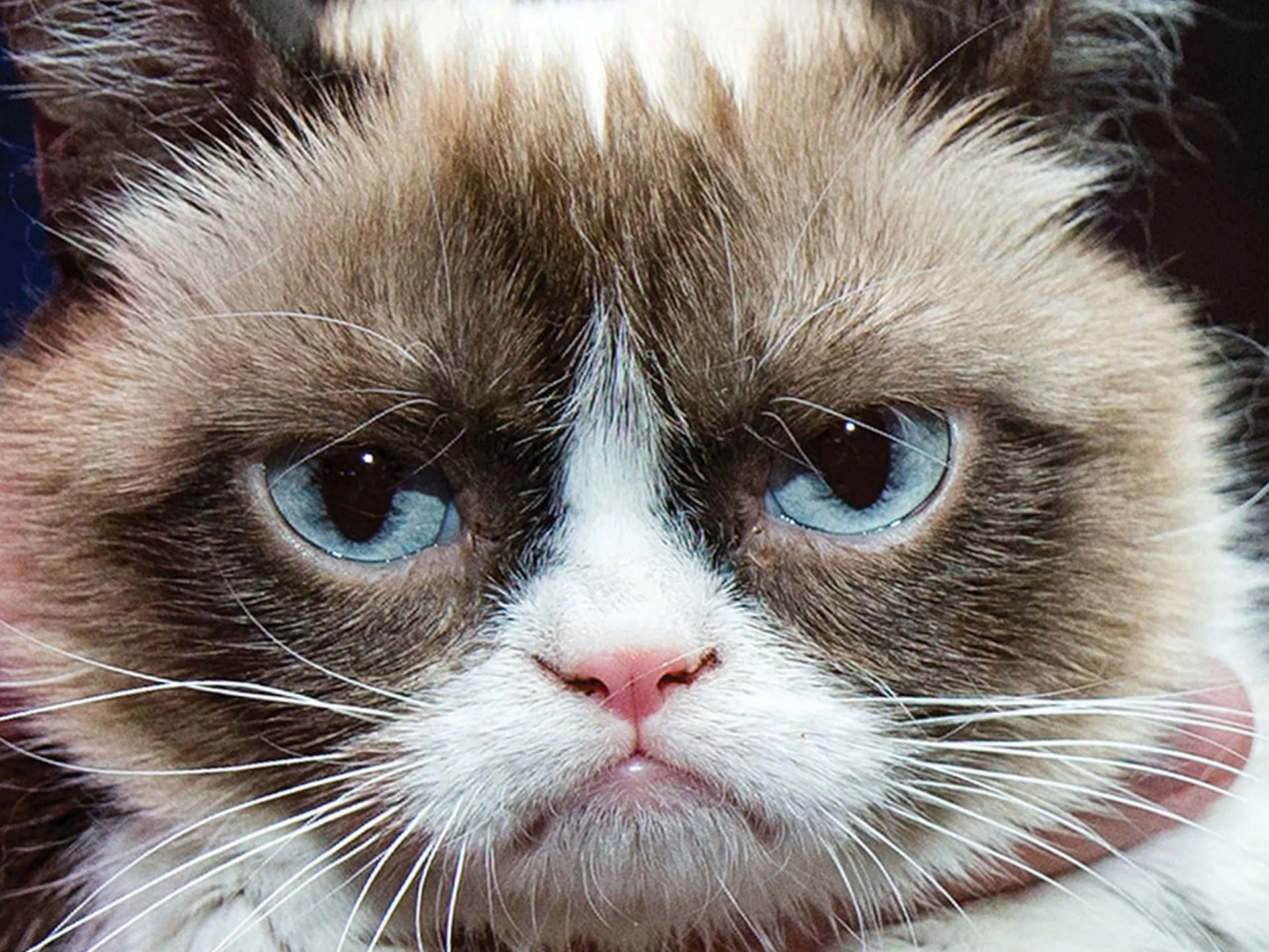A cat with a grumpy expression, large blue eyes, brown and white fur, close-up.