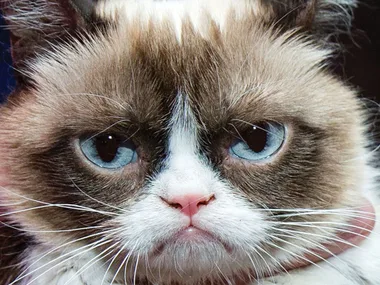 A cat with a grumpy expression, large blue eyes, brown and white fur, close-up.
