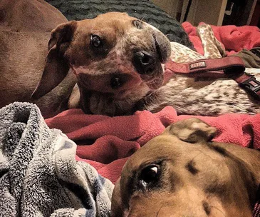 Two dogs lying on a red blanket, creating an optical illusion with their overlapping heads and bodies.