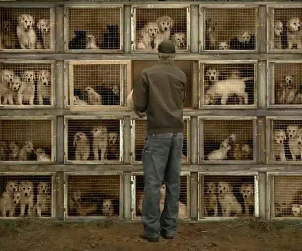 A person stands in front of stacked cages filled with puppies, highlighting the issue of unethical pet selling practices.