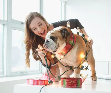 Woman smiling at bulldog wrapped in Christmas lights and standing on a table with gift boxes.