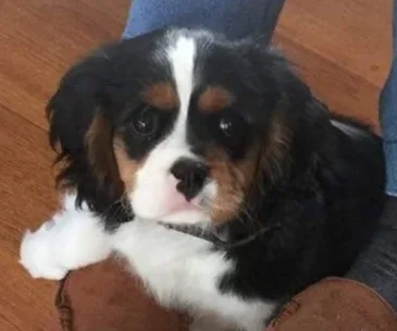 Cavalier King Charles Spaniel puppy with a black, white, and brown coat, looking up on wooden floor.