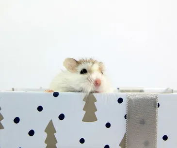 Hamster peeking over a decorative box with tree and dot patterns.