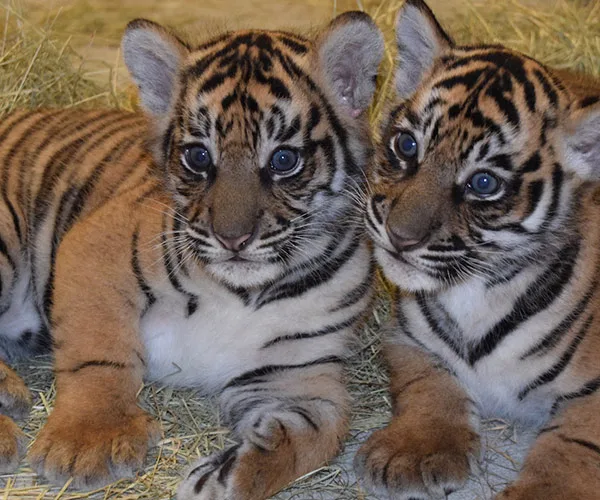 Two Sumatran tiger cubs, Anala and Jeda, lying on hay at Disney World, showcasing their stripes and playful demeanor.