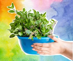 Hand holding a blue bowl filled with fresh green leaves against a colorful background.