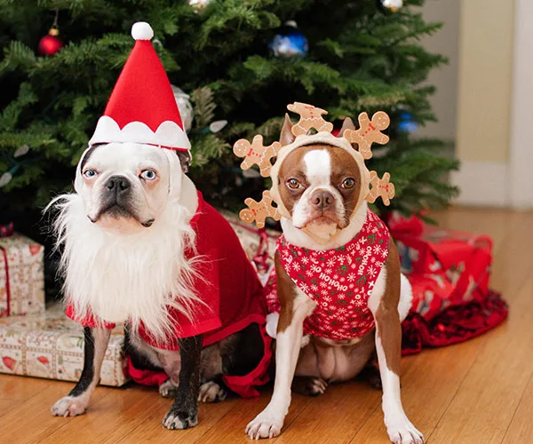 Pets Christmas