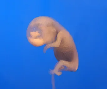 Human embryo at early stage of development against a blue background.
