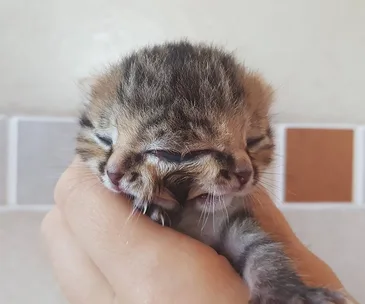 A two-faced kitten, known as a Janus cat, held gently in a person's hand, with closed eyes.