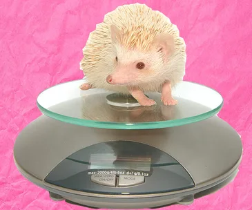 Hedgehog on a digital scale against a pink background, part of a weight management program.