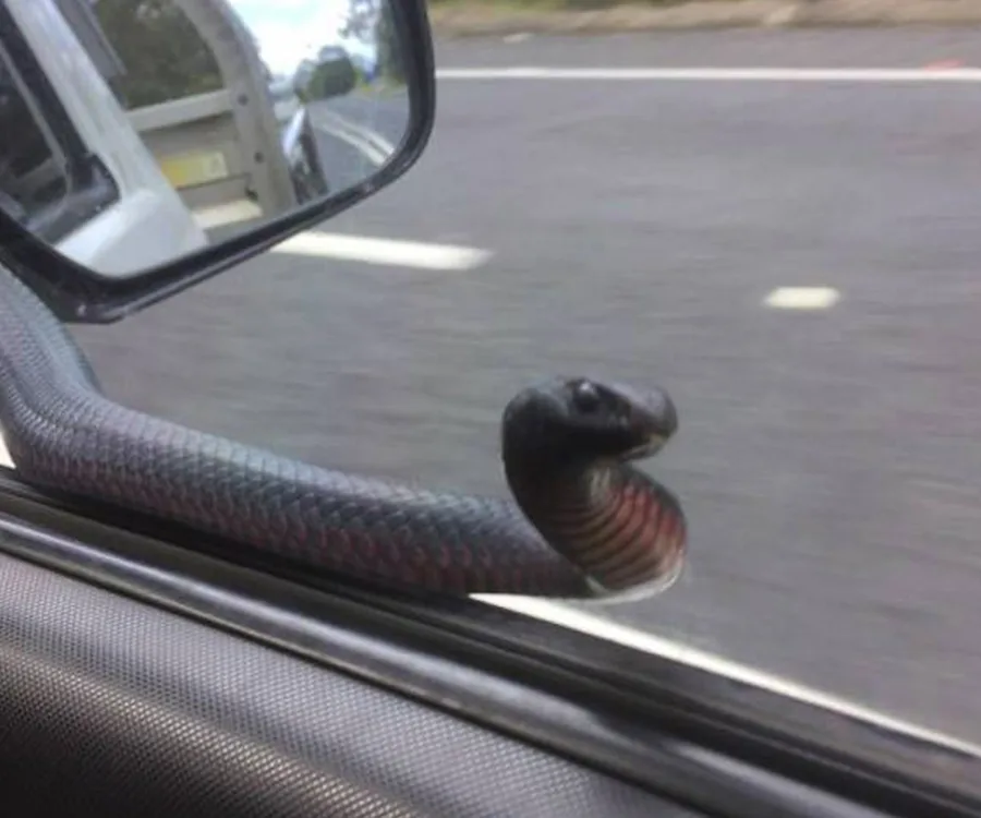 Red-belly black snake hitches a ride on a car