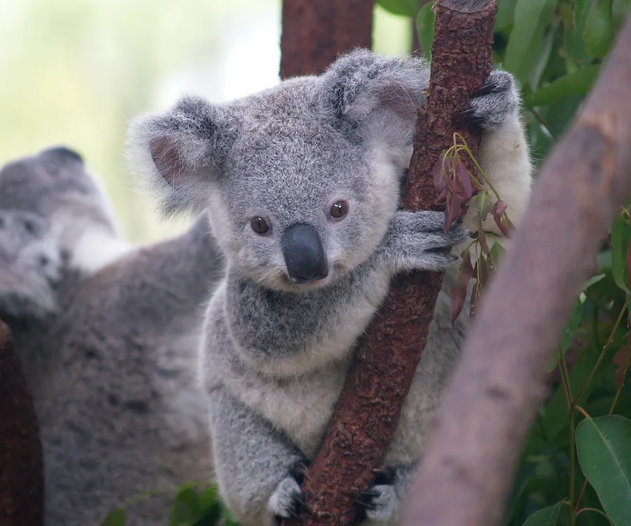 The poor koala found screwed to a pole in Queensland