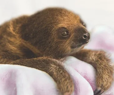 Baby sloth cuddling in a soft pink blanket, gazing curiously with its big eyes.