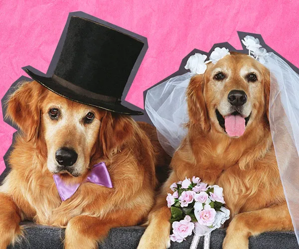 Golden Retrievers dressed for a wedding; one in a top hat and bow tie, the other in a bridal veil holding flowers.