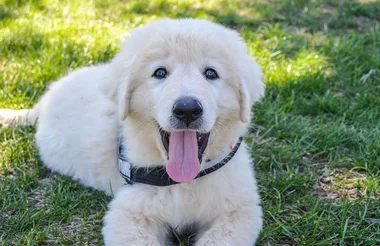 maremma dog