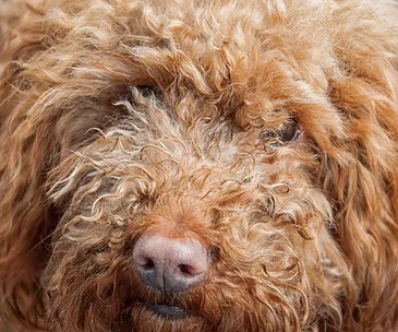 Close-up of a fluffy brown Labradoodle's face, showcasing its curly fur and light brown nose.