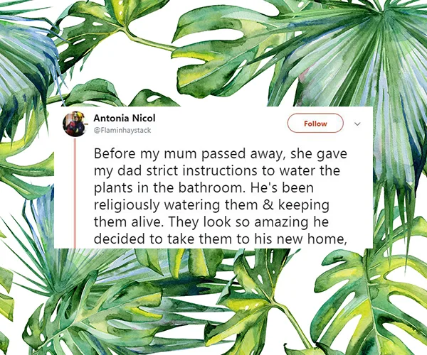 Tweet by Antonia Nicol about her dad watering artificial bathroom plants, with a leafy background.