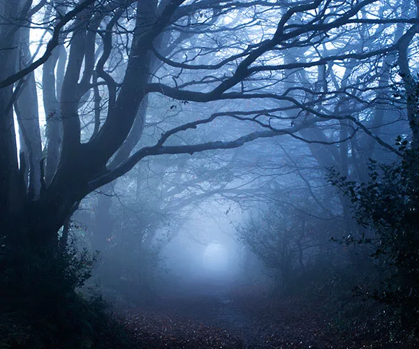 spooky forest