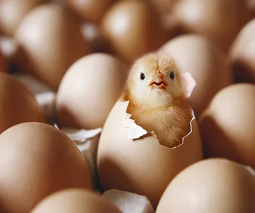 A fluffy chick hatching from an egg surrounded by other eggs.
