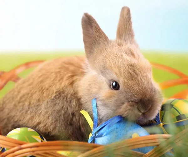 A cute brown bunny sits in a basket with colorful Easter eggs, holding a blue egg with a ribbon in its mouth.