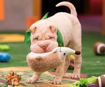 Shar Pei puppy with a green bandana plays with a plush toy hedgehog on a soft mat, surrounded by colorful toys.