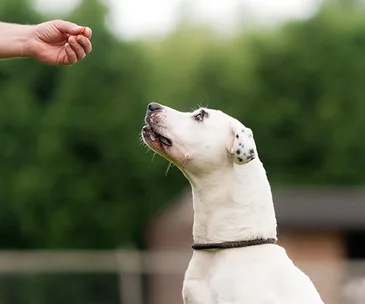A white dog looks up at a hand holding a treat outdoors, with a blurred green background.