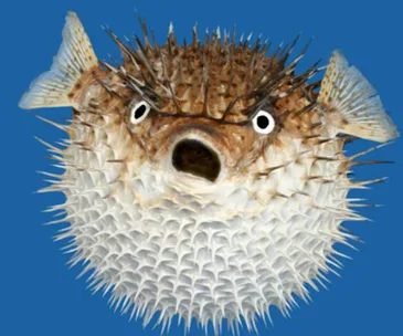 South Australian woman faces court for biting waiter over price of fish