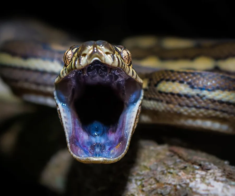 Close-up of a snake with its mouth open, showing its fangs and detailed scales.