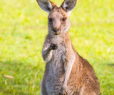 WA hunter attacked by a kangaroo
