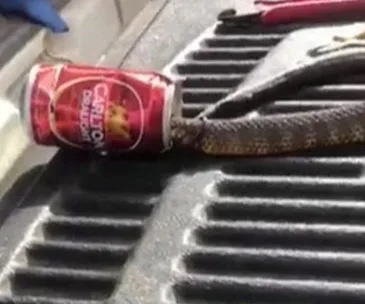 The MOST Aussie thing to ever happen? Thirsty snake gets head stuck in beer can