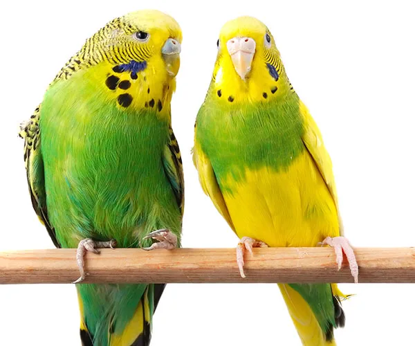 budgies