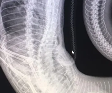 X-ray showing a snake with a visible spine and what appears to be a pet or object inside its belly.
