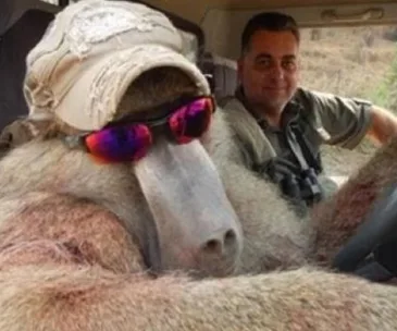 A baboon wearing a hat and sunglasses sits in a car with a man smiling in the background.