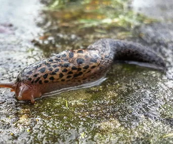 A close-up of a leopard slug with dark spots on its body, moving across a wet surface.