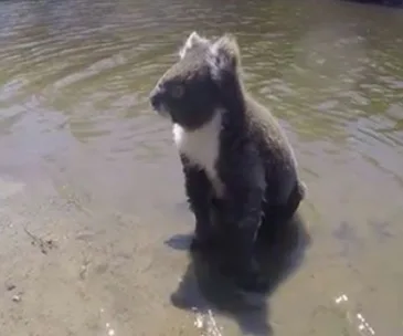 a koala SWIMS across creek 