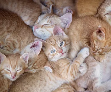 A group of ginger kittens cuddled together, most are asleep, with one kitten awake and staring at the camera.