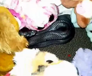 A black snake hidden among colorful stuffed animals on a carpeted floor.
