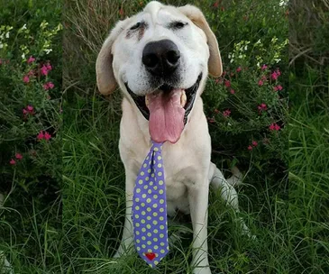 Happy white dog with a blue polka dot tie, sitting in grass, eyes closed with bright pink flowers in background.