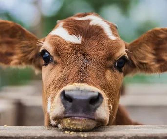 Close-up of a brown calf with white markings resting its chin on a wooden surface, looking directly at the camera.