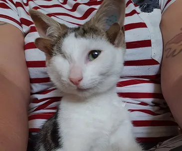 A one-eyed kitten sitting in front of a person wearing a red and white striped shirt.