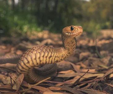 A brown snake poised on leaf litter with a blurred forest background.