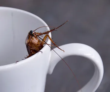 A cockroach climbing the rim of a white coffee cup.