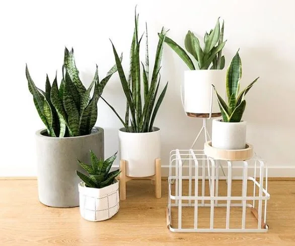 Assorted snake plants in various pots on a wooden floor against a white wall.