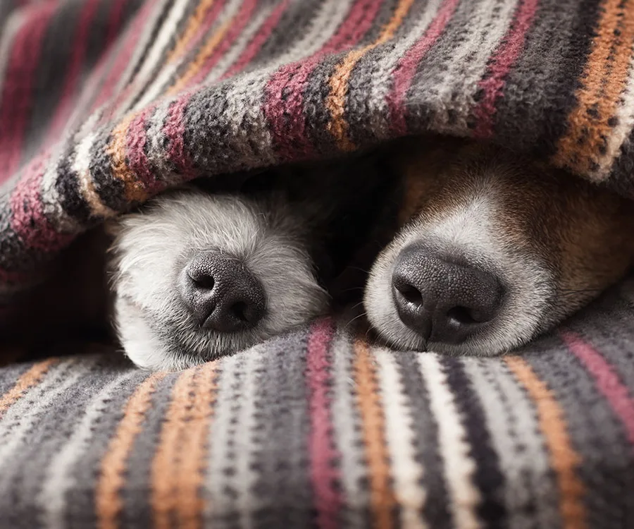 Two dogs snuggled under a striped blanket, with just their noses peeking out, conveying coziness and warmth.