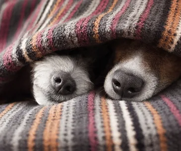 How do you keep your dog warm in the winter?