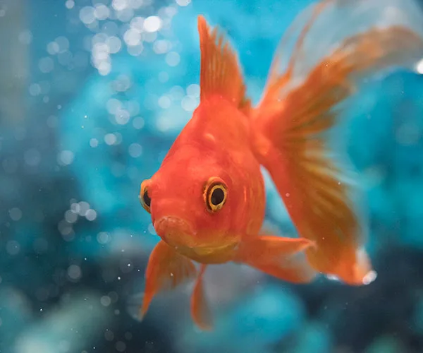A vibrant goldfish swimming against a blurred blue background.