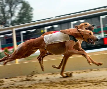 Two greyhounds racing on a track, one wearing a white vest, showcasing their speed and agility.