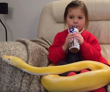 Young girl in red with a large yellow snake wrapped around her on a couch, drinking from a chocolate milk carton.